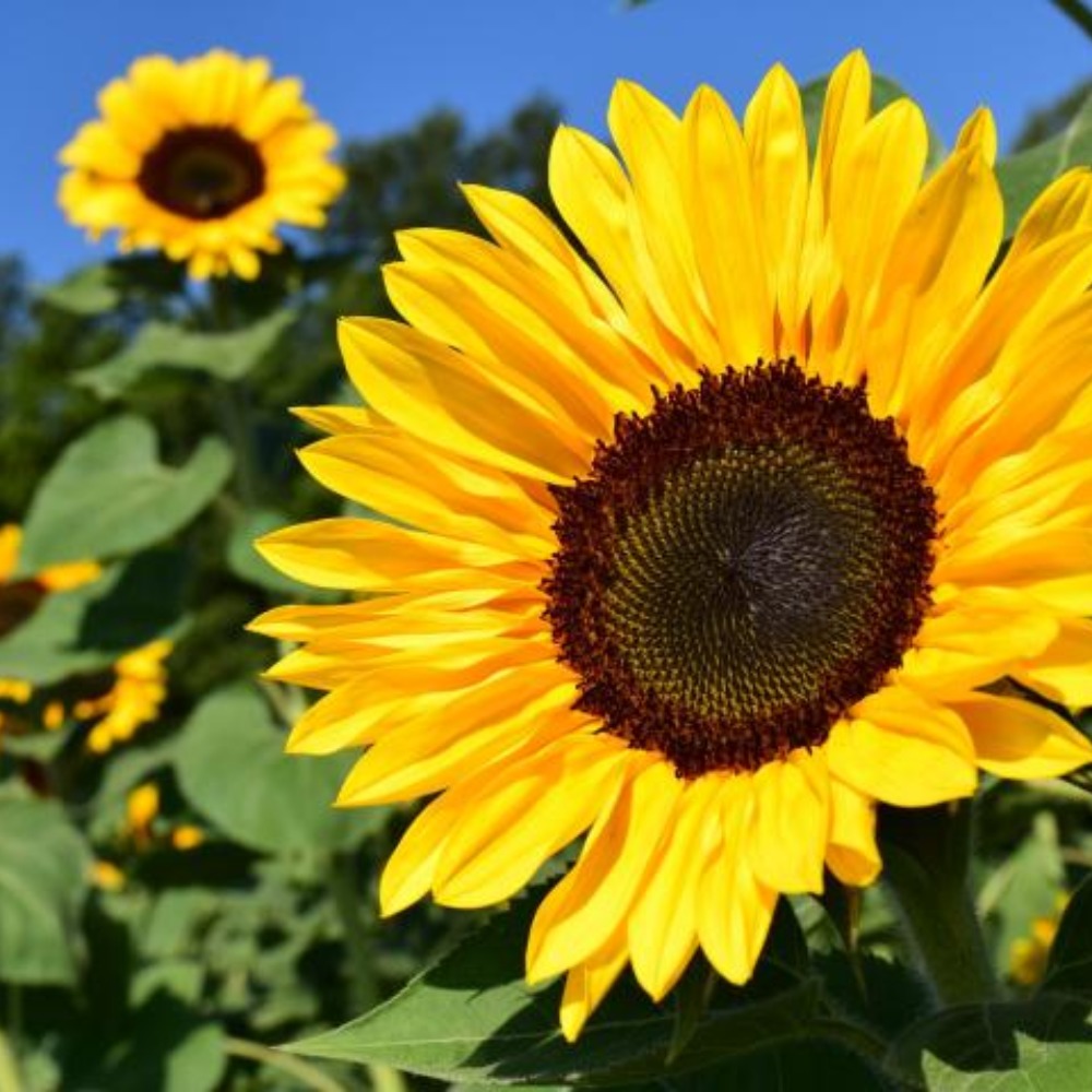 Meet your Posher, Kristen